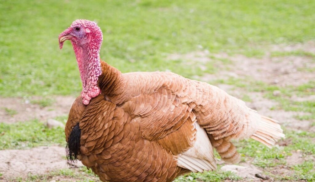 En Cuautitlán, la crianza de pavos redefine el bienestar animal y la calidad alimentaria