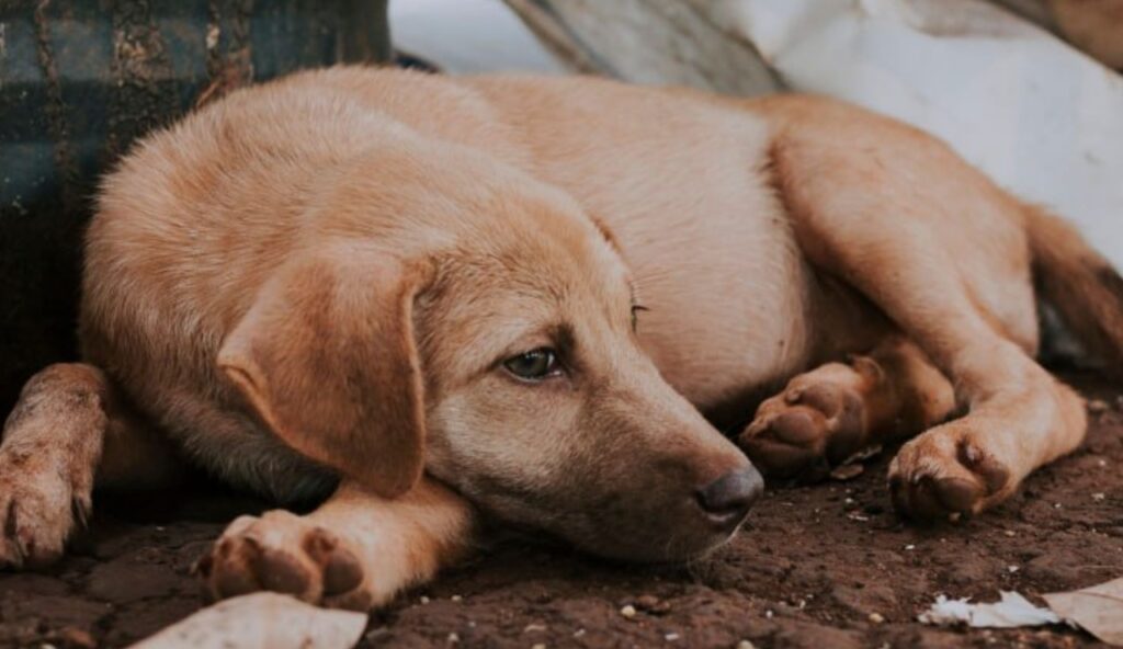 Sinaloa prohíbe el maltrato animal en su Constitución estatal Sinaloa prohíbe el maltrato animal en su Constitución estatal