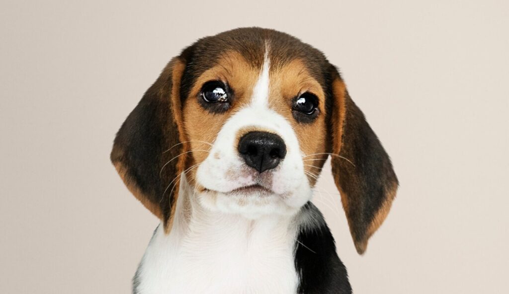 La CDMX impulsa un nuevo plan para cuidar a los animales de compañía